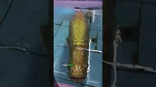 Бронированая рыба🐟 Арапайма гигас🔥💪