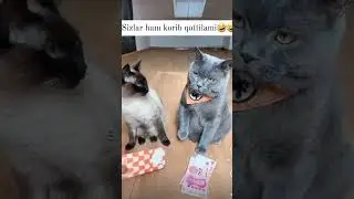 Mushularxam puldi biladiya 😂😂😂