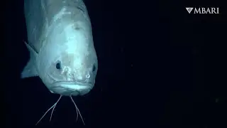 The giant cusk-eel is one of the largest bony fishes in the deep abyss
