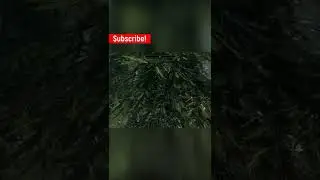A strange tree | 