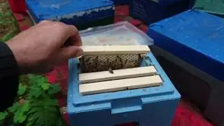 Сумасшедшие пчеловодстводы 1700 км. зачем всё это???