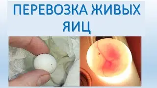 Переезд птиц с яйцами... Вылупится ли кто-нибудь?