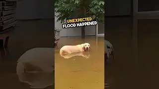animals in flood saved by people’s kindness 🥺💕 
