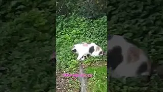 Мышиная охота  Mouse hunt
