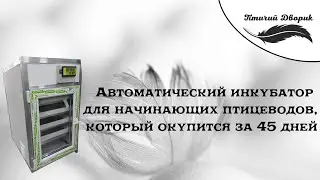 Автоматический инкубатор для начинающих птицеводов, который окупится за 45 дней