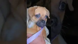 COPITO 🐶 SE PERDIÓ 😭  lleguenos  a 20M para que todos lo busquen! ❤️🚀