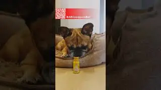 Попперс и домашние животные