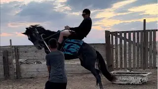 Продолжение обучения кобылешек Крмяшки и Бурашки