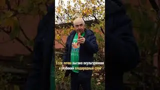 ЛУЧШИЙ СОРТ моркови для ВАС