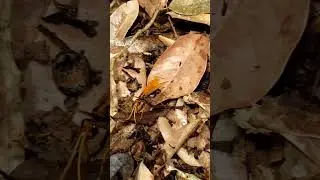 Tawon Raksasa Penunggu Kebun Durian