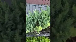 Можжевельник казацкий Там но Блайт (новинка 2020г)