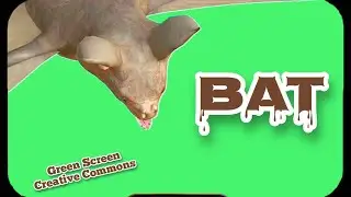 The BAT animation is a green screen. GREEN SCREEN video footage.