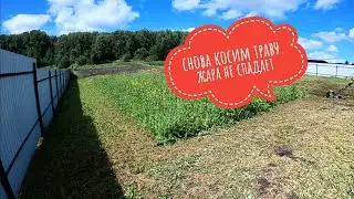 Снова косим траву. Жара не спадает #питомникклубники #клубника #дача