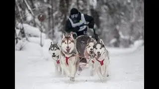 Хаски
