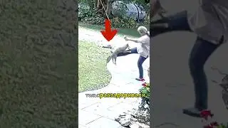 Упоротый Лис Напал на Старушку
