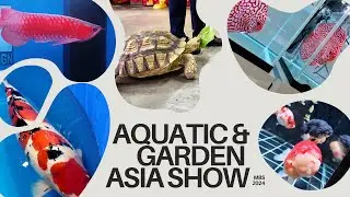 GIANT Champion Koi / Arowana / Discus Fish at Aquatic & Garden Asia Show 2024 MBS 🐠🐢🌿🦜🐈🐹 competition