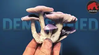 Magic Mushrooms DEMYSTIFIED: The Science and Practice Explained