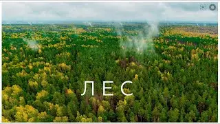 ЛЕС на #DJIAir2S