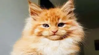 Женщина купила у цыганки котёнка мейн-куна. А вскоре питомец показал свой природный дар