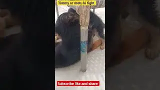 German shepherd dog 🐕#shortsfeed #shortvideo #trending #ytshorts #shorts #short #dogfight  #animals