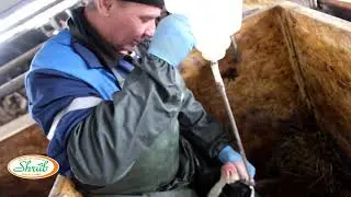 Уход за телятами с первых дней жизни. Мастер-класс от телятницы