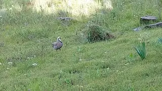 Модкабк Шикор Keklik avi tuzakla Охота на куропатка Partridge hunting Kabk شکار کبک Chukar avi