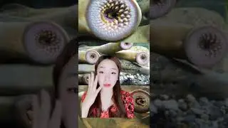 HEWAN ANEH GIGINYA BANYAK BANGET ⁉️😱