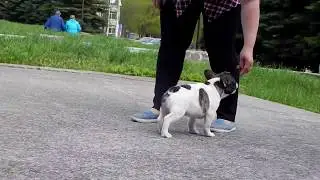 Яшка