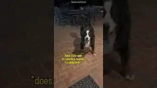Getting a Bernese Mountain Dog to Come Inside for Bed 😂