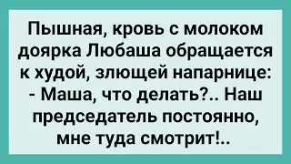 Председатель Постоянно Смотрит Доярке Туда! Сборник Свежих Смешных Жизненных Анекдотов!
