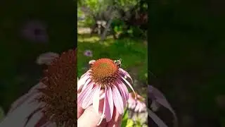 Эхинацея - лечебная травка, медонос.