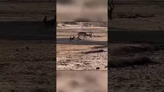 2 Шакала Завалили Крупную Импалу