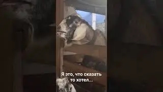 Брютэл вещает