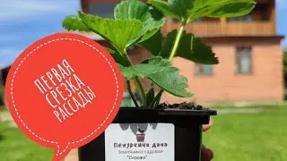 Первая срезка рассады клубники. Выкосили всю траву 