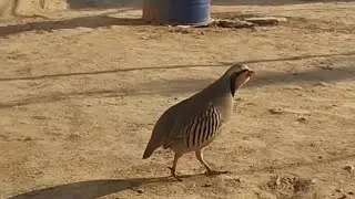 Какби Узбекистон Шери нар