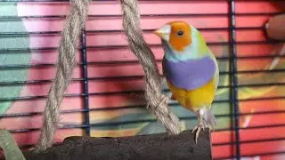 Поет самец амадины гульда