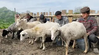 How do shepherds live in the mountains? Hard daily work in the highlands