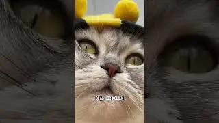 Почему котик закрывает лапкой мордочку во время сна  