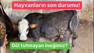 İneğimiz yine döl tutmadı !! / Midillinin son durumu şaşırttı