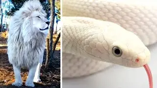 Os Animais Albinos Mais Raros Do Mundo