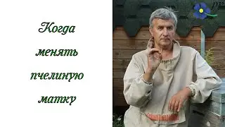 Когда менять маток в пчелиных семьях
