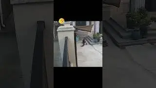 #cat #omg #shortvideo #dog