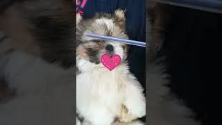 Cute puppy Jessi Sleeping while I comb her hair-Vid5. #shihtzu #shihtzudog #shihtzupuppy #doglover