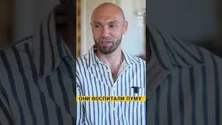 История Пумы Месси #жизнь #животные #жизньдоипосле