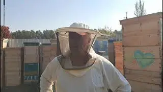 Как сохранить рамки от восковой моли и от мышей