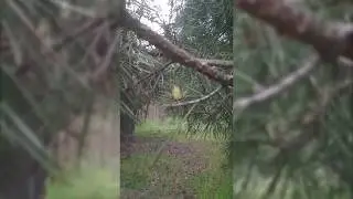Маленькие шишки на ели
