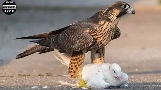 15 Brutal Moments Of Birds Battling Against Their Prey | Animals Fight