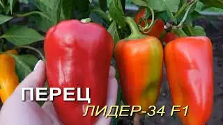Перец сладкий ЛИДЕР-34 F1.Обзор сортов ПЕРЦЕВ!