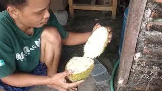 mangan duren - video lawas mukbang durian