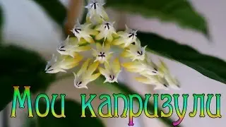 ВСЕ МОИ ХОЙИ / Как посадить хойю / Субстрат для хой